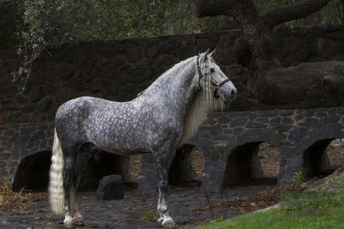 Molinero Noble II