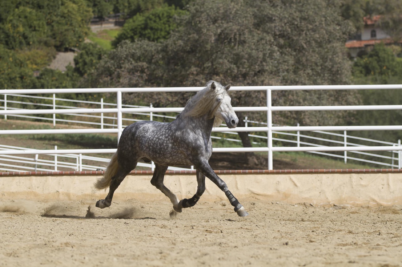 Molinero Noble II