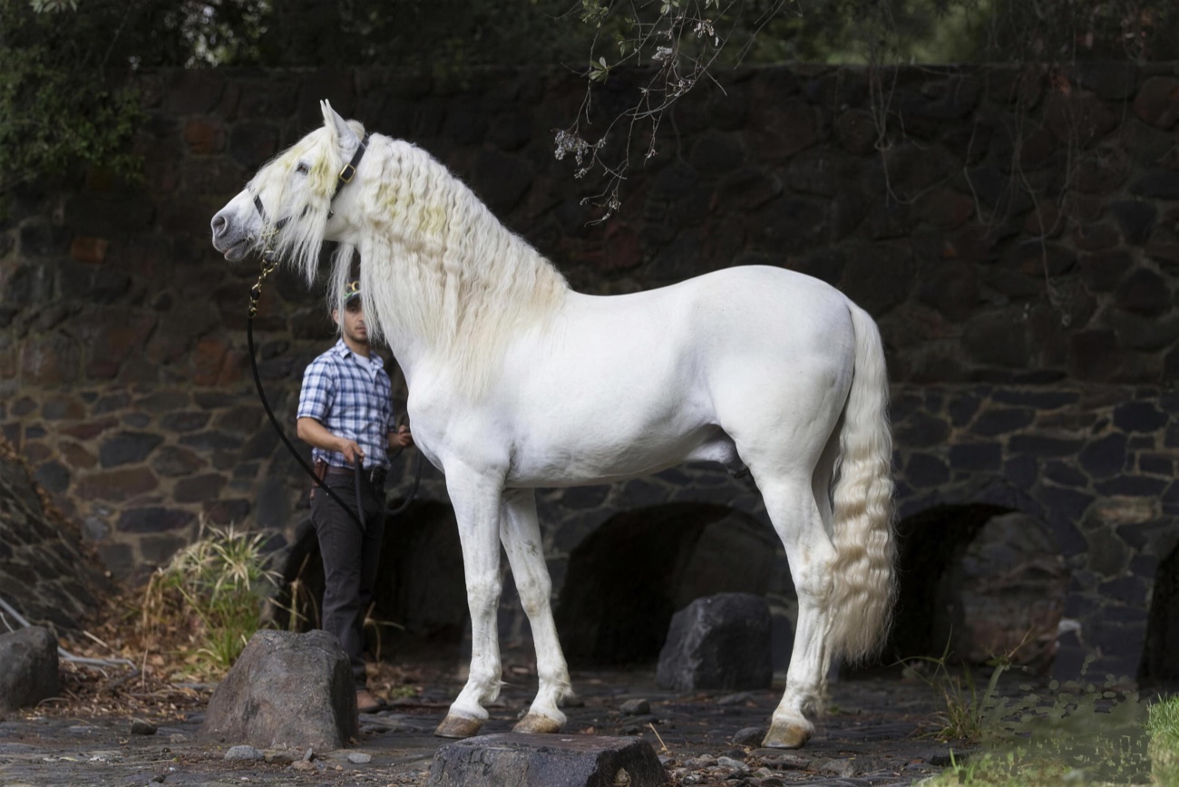 Tocador III