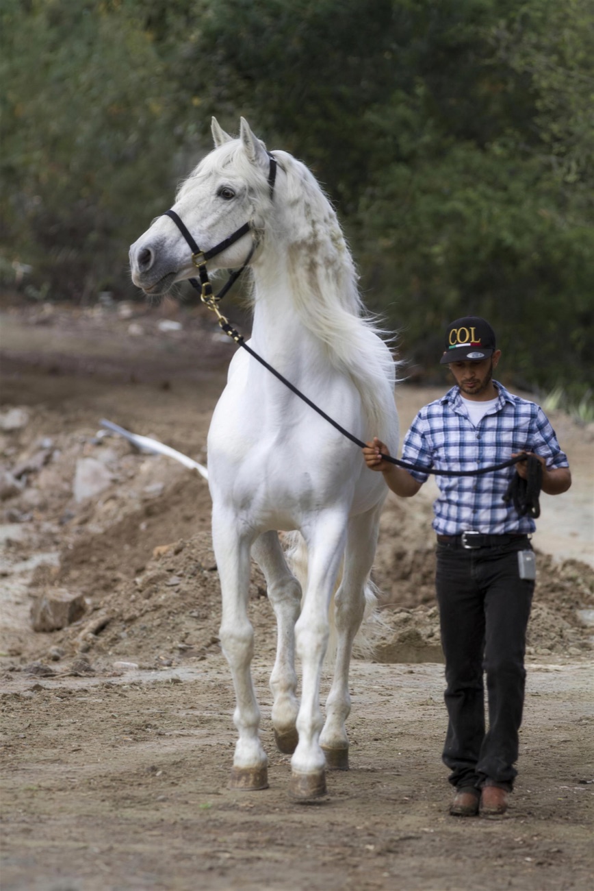 Tocador III