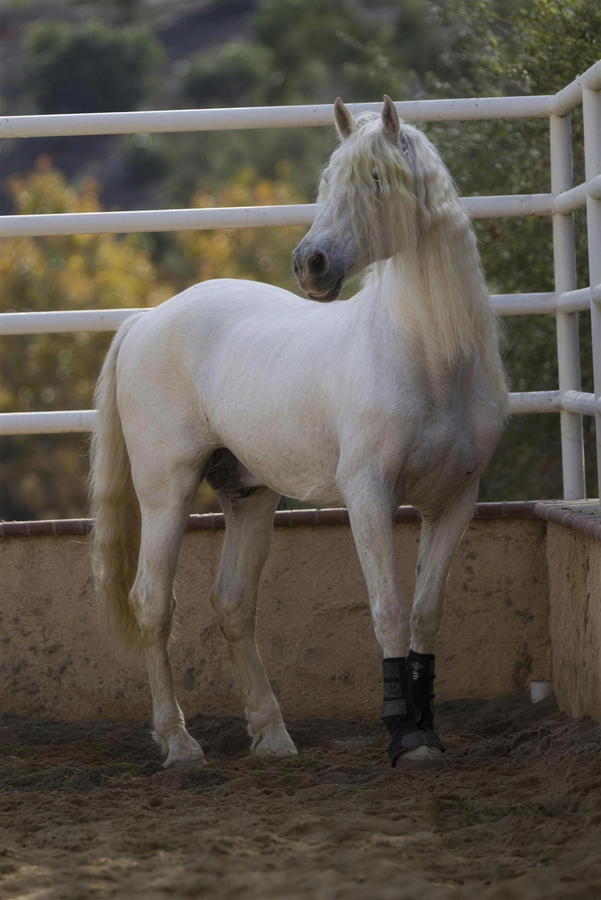 Tocador III