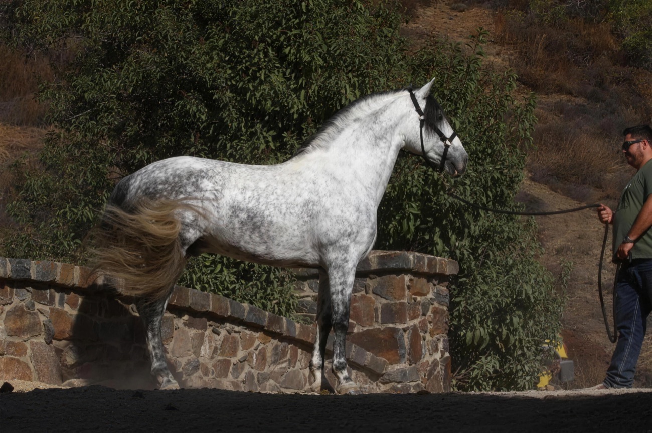 Toledano XXXV