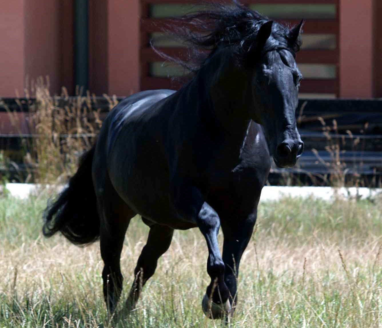 Delegado Mac