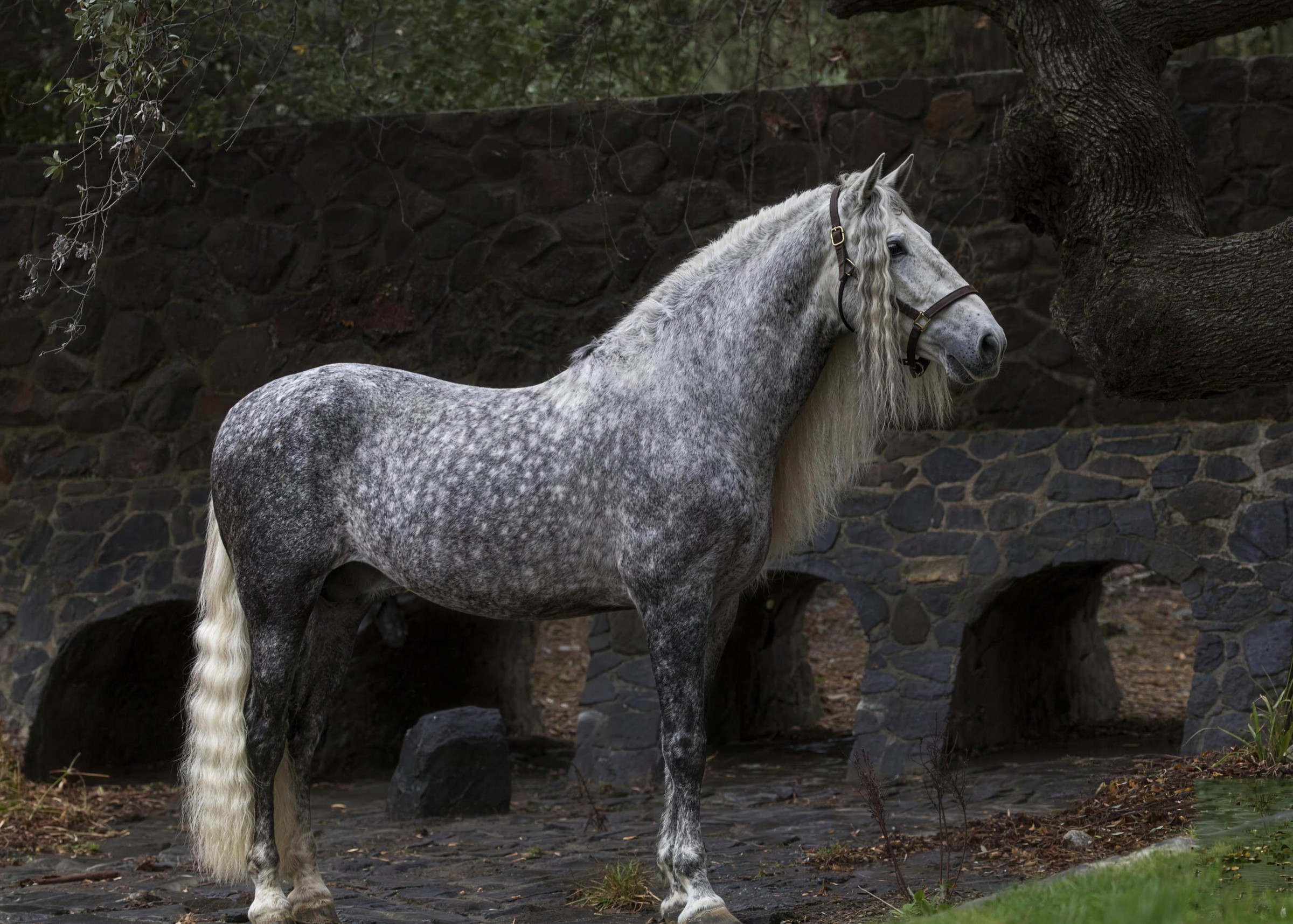 Molinero Noble II