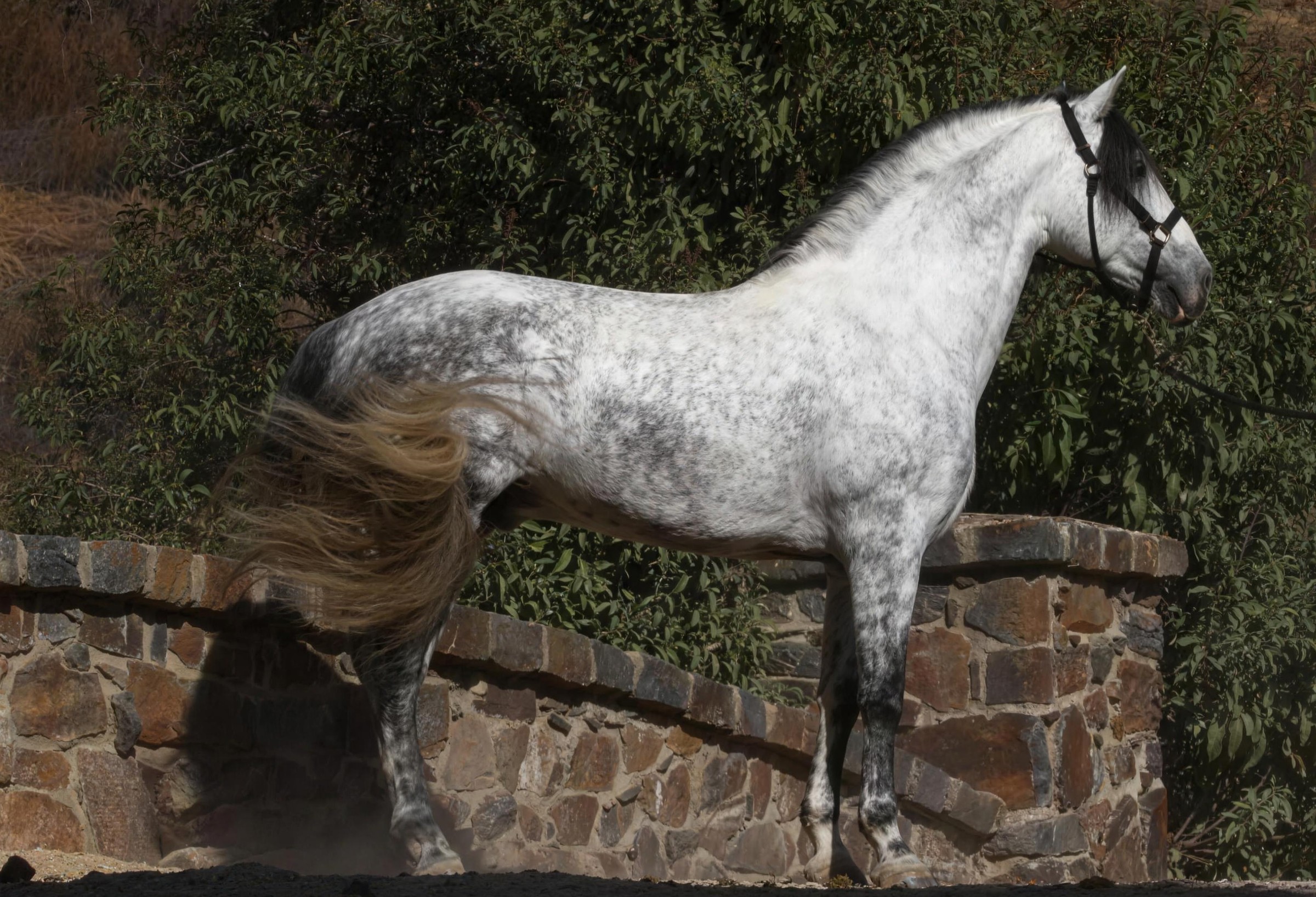 Toledano XXXV
