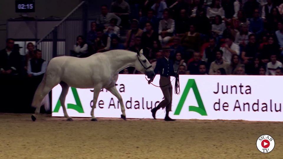 Campeona del Marengo · Sección 11ª, SICAB 2024