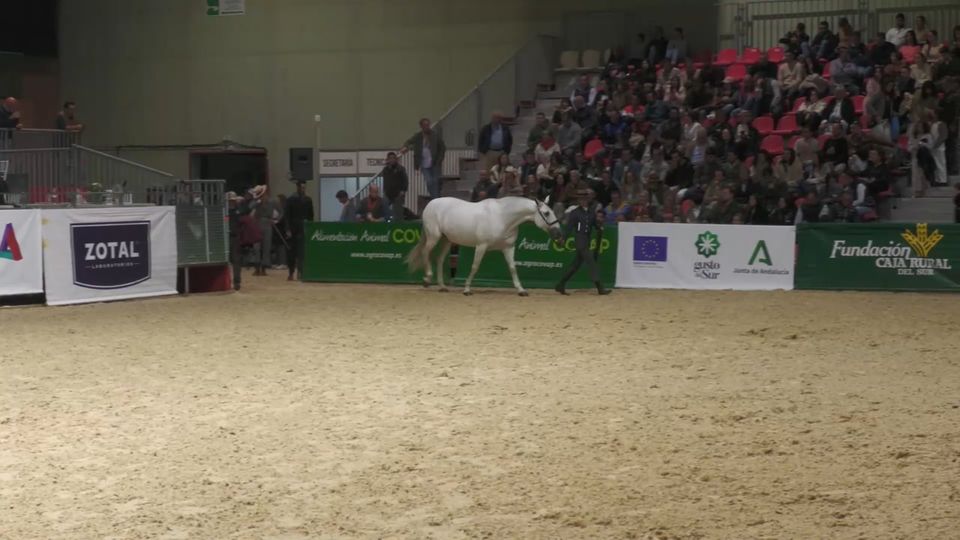 Campeona del Marengo · Sección 11ª, SICAB 2023