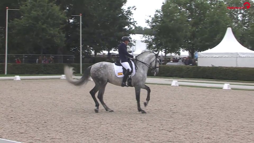 Rhin de Marengo · final de 7 años, Campeonato del Mundo